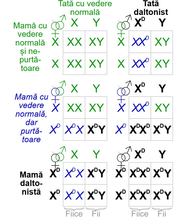 Tabel rezultate monohibridare